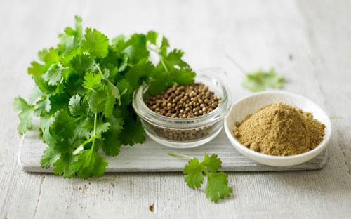 Coriander Seed-Shiv Export